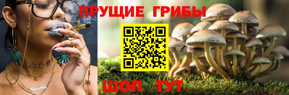 Великий Новгород  Галлюциногенные грибы GOLDEN TEACHER  Вход с VPN 